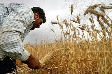 تصویر 4 از قیمت سم پاش مدرن با کیفیت ارزان + خرید عمده